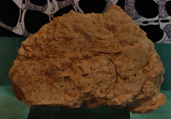 Nummulites gizehensis
