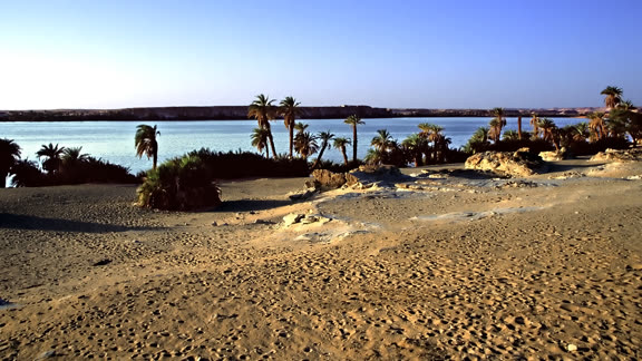 Lac yoa1